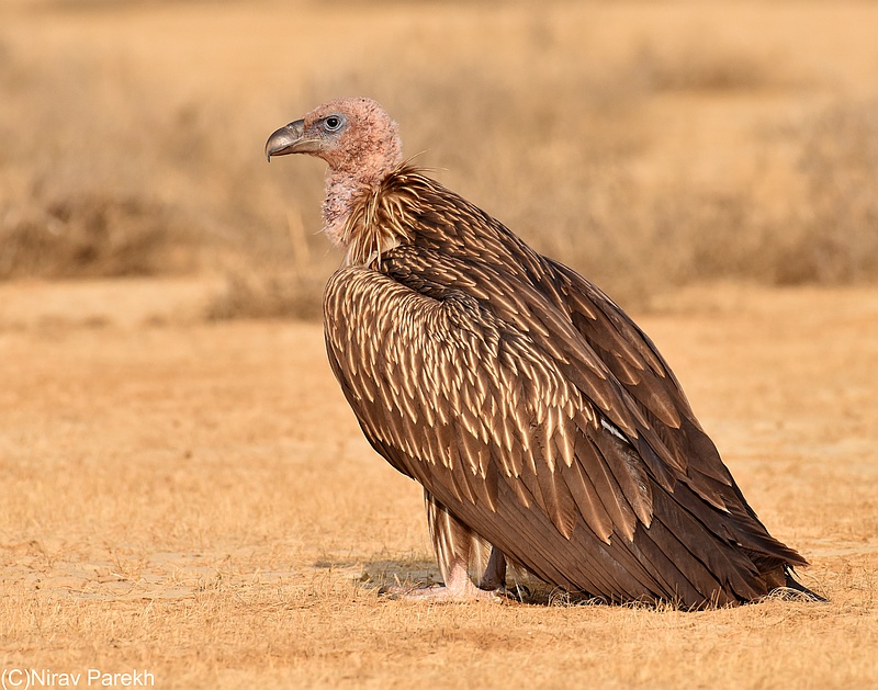 Himalayan Griffon
